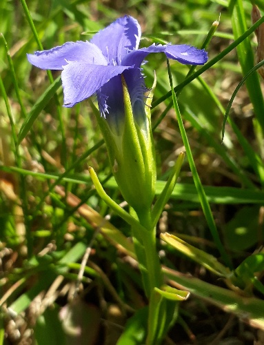 Gewöhnlicher Fransenenzian, Gentianella ciliata